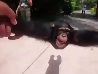 Monkey hey ya