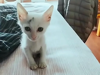 Tongues white cat