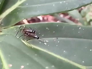 Insect mating