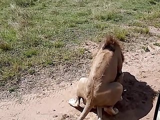 Lions having hookup