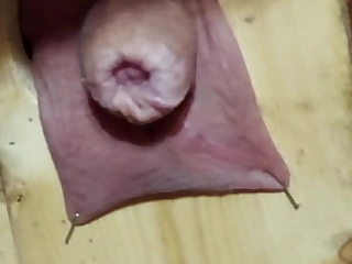 Staple scrotum
