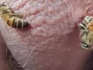 Bees Sting Testicles