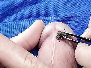 Bee Repugnant My Penis