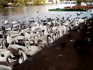 SWANS being fed at Windsor on 14 Oct 2021