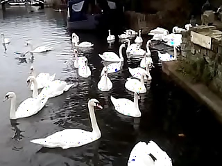 WINDSOR swans and queens explosion out of reach of 7 Oct 2021