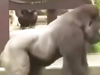 Tremendo gorilon en el zoológico