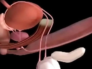 cock x ray orgasm contractions simulator
